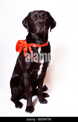 Hunde als Geschenk Stockfoto