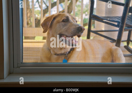 Gelber Labrador Retriever sitzend auf der Veranda mit Blick in das Haus durch ein Fenster. Stockfoto