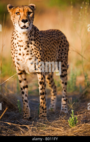 Namibia, Erongo Region Damarland. Ein Gepard (Acinonyx Jubatus). Das Wort "Cheetah" ist ein Sanskrit-Wort Chitrakayah abgeleitet. Stockfoto