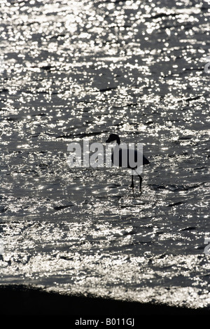 Erongo Region, Walvis Bay, Namibia. In der Lagune waten Rosaflamingos (Phoenicopterus Roseus) durch den Schlamm. Stockfoto