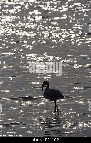 Erongo Region, Walvis Bay, Namibia. In der Lagune waten Rosaflamingos (Phoenicopterus Roseus) durch den Schlamm. Stockfoto
