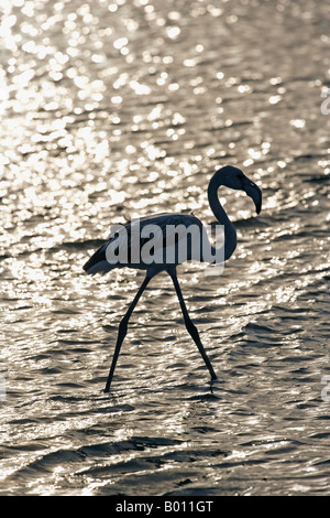 Erongo Region, Walvis Bay, Namibia. In der Lagune waten Rosaflamingos (Phoenicopterus Roseus) durch den Schlamm. Stockfoto