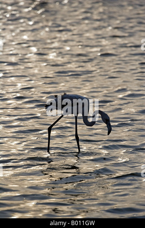 Erongo Region, Walvis Bay, Namibia. In der Lagune waten Rosaflamingos (Phoenicopterus Roseus) durch den Schlamm. Stockfoto