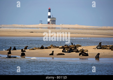 Erongo Region, Walvis Bay, Namibia. Auf der Innenseite der Lagune lag eine Gruppe von jungen Robben am Strand. Stockfoto