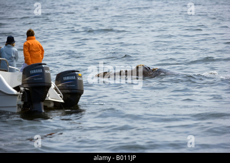 Erongo Region, Walvis Bay, Namibia. Eine Whale-watching Boot erhält eine enge Sicht eines auftauchen Buckelwal. Stockfoto