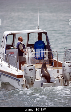 Erongo Region, Walvis Bay, Namibia.  Ein Ausflugsschiff Natur übernimmt einen weiteren Passagier als ein Seebär sucht einfach essen. Stockfoto