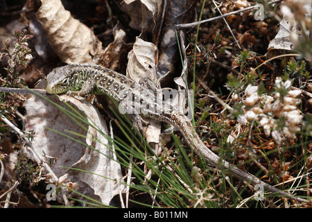 Weibliche Zauneidechse Lacerta Agilis Stockfoto