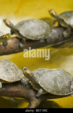 Peru, Amazonas, Amazonas. Gelb gefleckte Flussschildkröten am Quistococha Zoologischer Park, Iquitos. Stockfoto