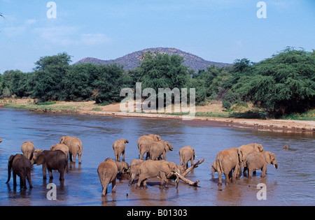 Kenya, Samburu, Buffalo Springs Reserve. Eine Herde Elefanten (Loxodonta Africana) trinken vom Uaso Nyiro Fluss. Stockfoto