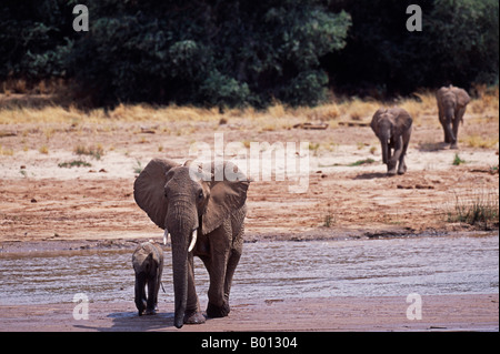 Kenya, Samburu, Buffalo Springs Reserve. Eine Herde Elefanten (Loxodonta Africana) trinken vom Uaso Nyiro Fluss. Stockfoto