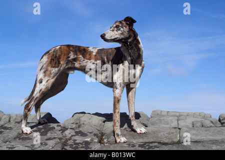 Niedriger Blick auf einen Lurcher-Hund, der auf Felsen vor einem blauen Himmel steht. UK Stockfoto