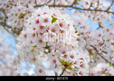 Prunus Kirschblüten auf Ast Stockfoto