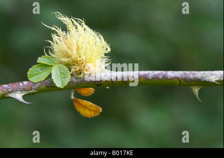 Leptopterna Dolabrata Bedeguar Gall oder Robins Nadelkissen auf wilde rose Stockfoto