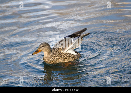 Weibliche Stockente Ente (Anas Platyrhynchos) schwimmen mit ihren Flügeln angehoben und bereit zum Flug Stockfoto