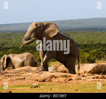 Elefant nach Schlammschlacht Stockfoto