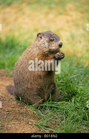 Porträt eines gemeinsamen Waldmurmeltier Marmota Monax oder Murmeltier Stockfoto