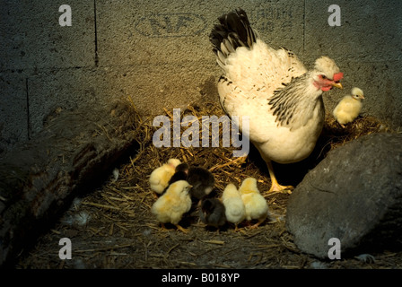 Stock Foto einer Henne mit ihrem Neugeborenen Brut von Küken wurde das Foto in ein Huhn Schuppen auf einem Bauernhof in Frankreich Stockfoto