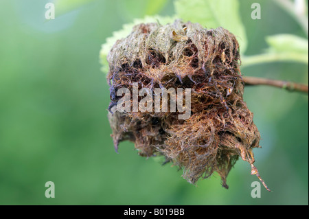 Leptopterna Dolabrata Bedeguar Gall oder Robins Nadelkissen auf wilde rose Stockfoto