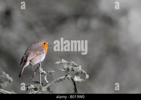 Robin Erithacus Rubecula gehockt Bramble alert Potton Bedfordshire suchen Stockfoto