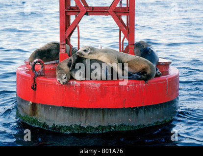 Eine Gruppe von kalifornischen Seelöwen sonnen sich auf einem Kanal Boje im Hafen von San Diego Stockfoto