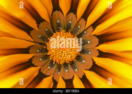 Details zu einem Gänseblümchen hautnah Stockfoto