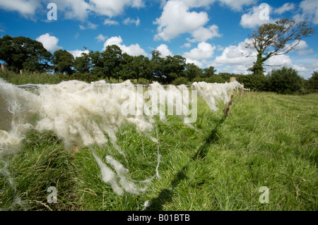 Schafe Wolle gefangen am Stacheldraht-Zaun um einen Acker in Cornwall, England Stockfoto