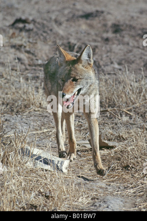 Eine gemeinsame amerikanischen Coyote Canis Latrans jagen Mäuse Stockfoto