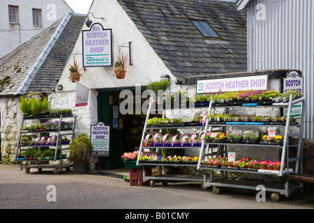 Pflanzen zum Verkauf im Scotch Heather Shop. Blumengeschäft Scottish Heather & Garden Center in Inveraray, Argyll, Schottland Deutschland Stockfoto