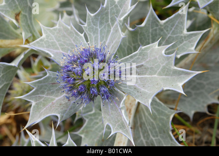 Meer-Holly Blume in Nahaufnahme Stockfoto