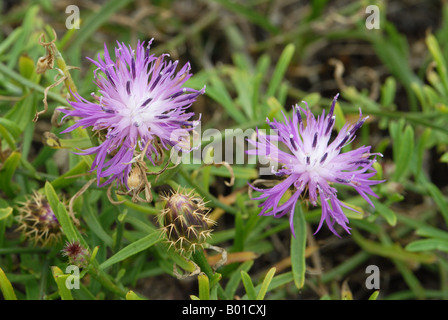 Größere Flockenblume Blüte in Nahaufnahme Stockfoto