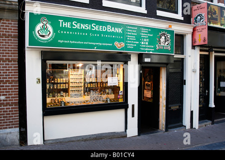 Vorderseite der Sensi Seed Bank shop eine Cannabis-Drogerie entlang Oudezijds Achterburgwal Amsterdam Niederlande Nord-Holland-Europa Stockfoto