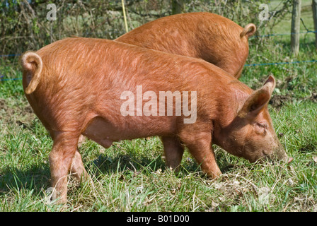 Stock Foto von zwei Tamworth Schweine Schweine gehalten Freilandhaltung auf einem Gehöft in Frankreich Stockfoto