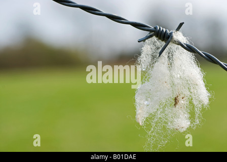 Stock Foto Schafe Wolle auf Stacheldraht gefangen Stockfoto