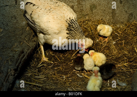 Stock Foto einer Henne mit ihrem Neugeborenen Brut von Küken wurde das Foto in ein Huhn Schuppen auf einem Bauernhof in Frankreich Stockfoto