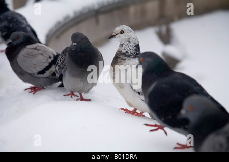 Tauben in einem verschneiten Tag durch eine einzigartige weiße in der Mitte auf einer Mauer sitzend. Stockfoto