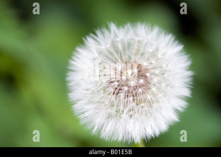 Löwenzahn Taraxacum Officinale Saatgut Kopf, Löwenzahn Samen Leiter, UK-England Stockfoto