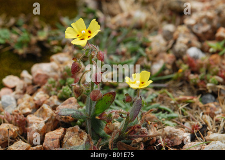 Gefleckte Rock Rose-Detail der Gesamtanlage Stockfoto