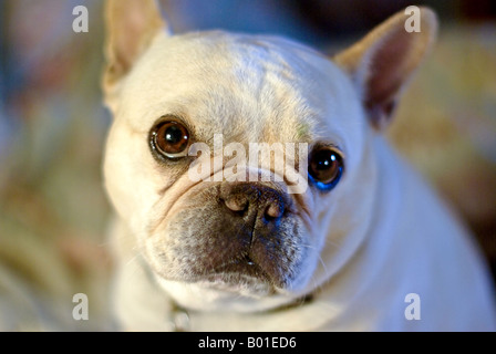 Portrait über eine französische Bulldogge. Stockfoto