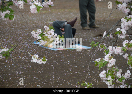 Ein Mann Nickerchen unter den blühenden Kirschbäume Bäumen in Shinjuku Gyōen Park, Tokio Stockfoto