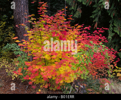 Ein Stand von Rebe Ahorn färbt sich rot und Gold während der Herbst Farbe ändern in Zentral-Oregon im Oktober Stockfoto