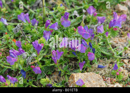 Viper's Bugloss im detail Stockfoto