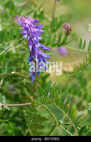 Tufted Vetch zeigen typischen Aspekt der Pflanze Stockfoto