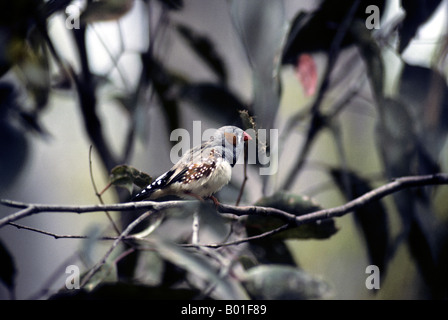 Zebrafinken-Taeniopygia Guttata / Poephila Guttata-Familie meisten Stockfoto
