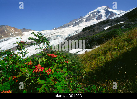 Die Früchte der Eberesche Glühen in der späten Nachmittagssonne mit Mt Baker im Hintergrund, Heliotrop Ridge, Washington State Stockfoto