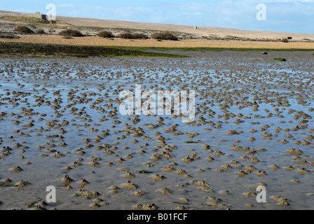 Wattwurm - wirft Wurm auf den Schlamm von einer Flussmündung Stockfoto