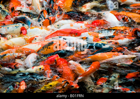 Koi Teichfische Fressattacke mit Action und Spritzwasser