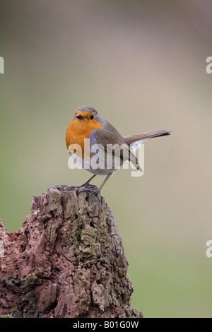 Robin Erithacus Rubecula thront auf Login Suche alert Potton Bedfordshire Stockfoto