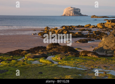 Bass Rock in den Firth of Forth, Schottland Stockfoto