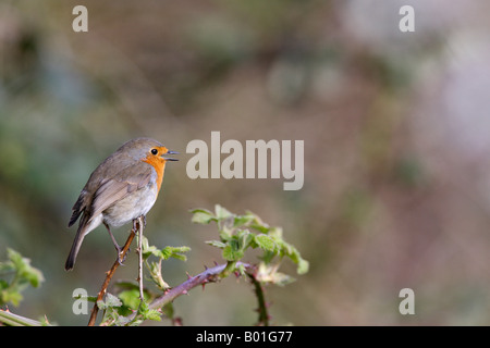 Robin Erithacus Rubecula gehockt Bramble alert Potton Bedfordshire suchen Stockfoto