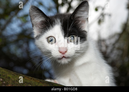 Nach oben auf ein weißes Kätzchen 8-10 Wochen alt mit einem blauen Auge im Garten Stockfoto